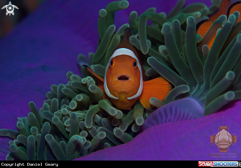 A False Clown Anemonefish