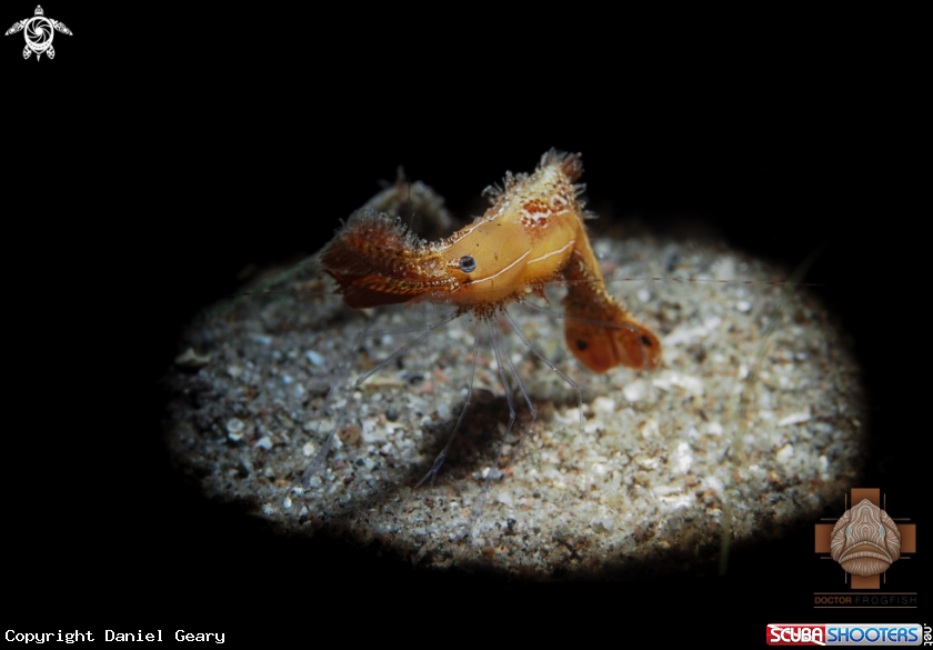 A Donald Duck Shrimp