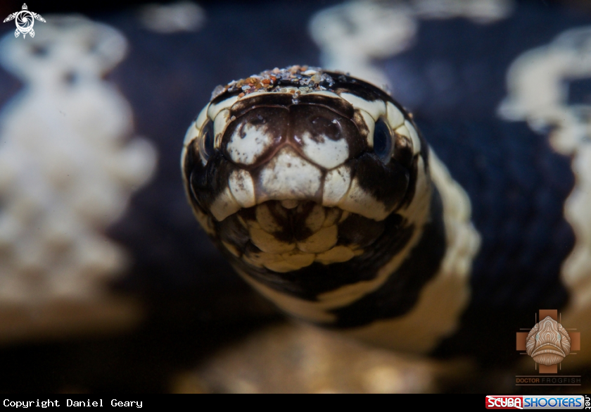 A Turtle-headed Sea Snake