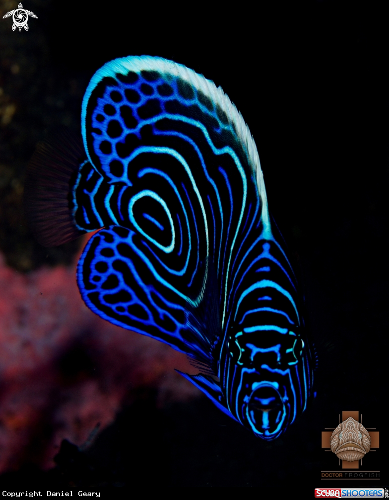 A Juvenile Emperor Angelfish