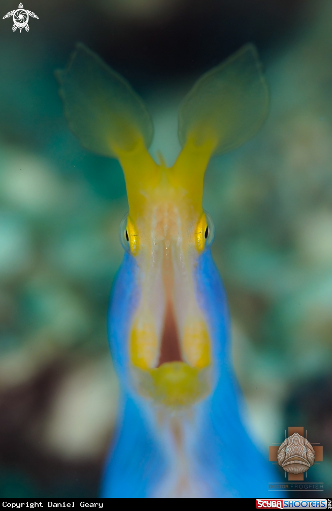 A Ribbon Eel