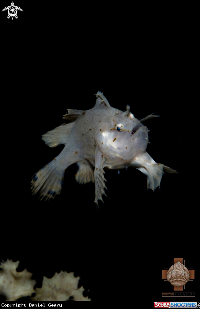 A Sargassumfish