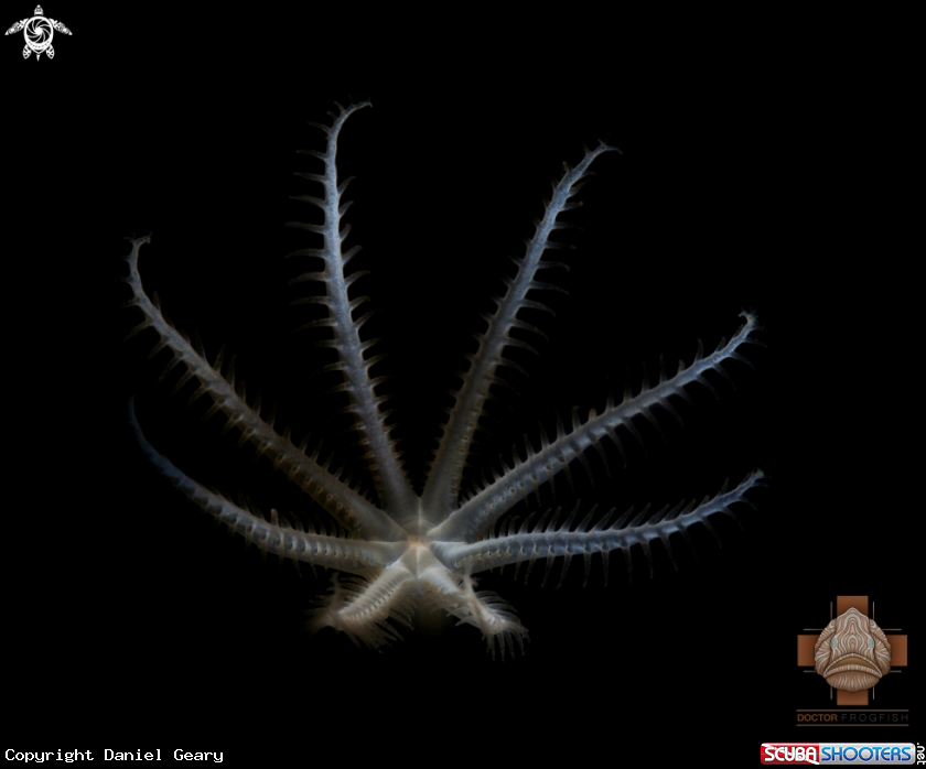 A Soft Pulsating Coral