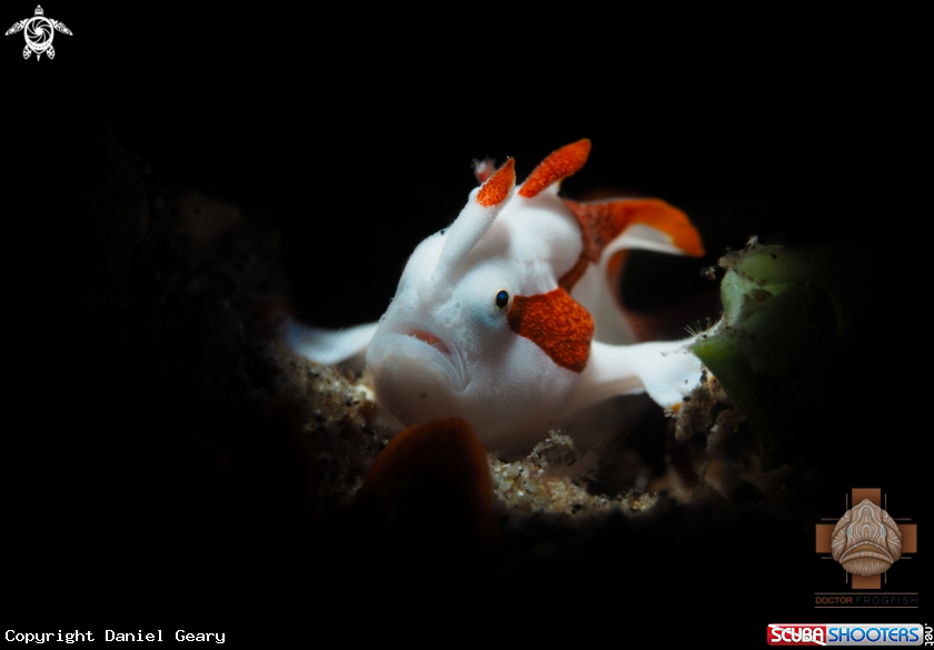A Clown Frogfish