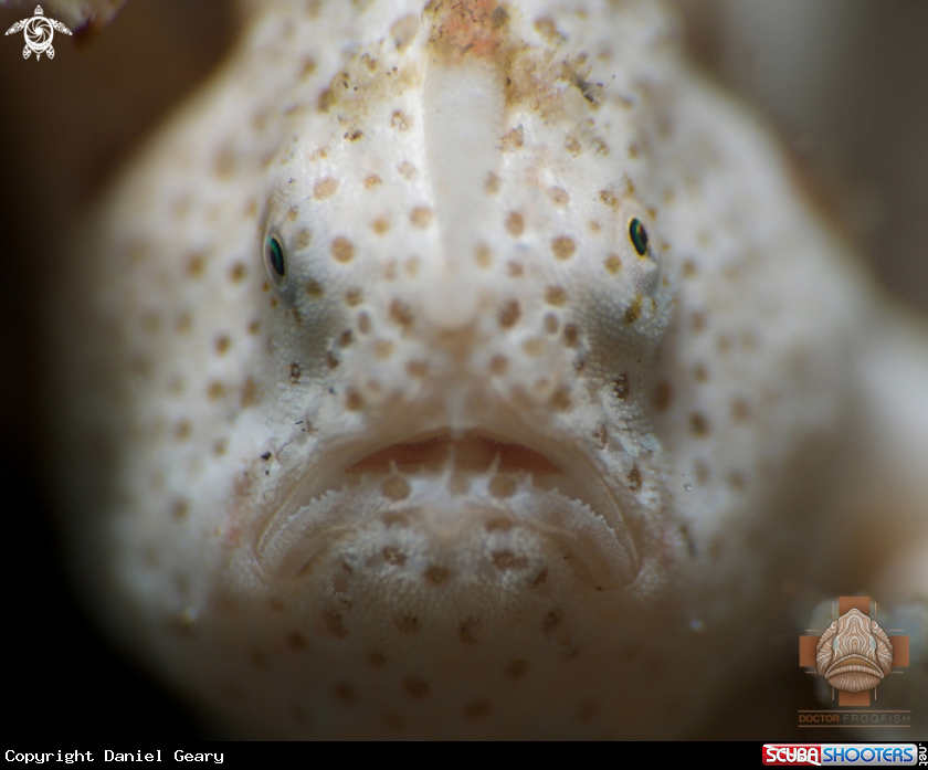 A Painted Frogfish