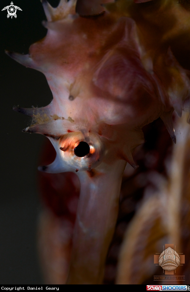 A Thorny Seahorse