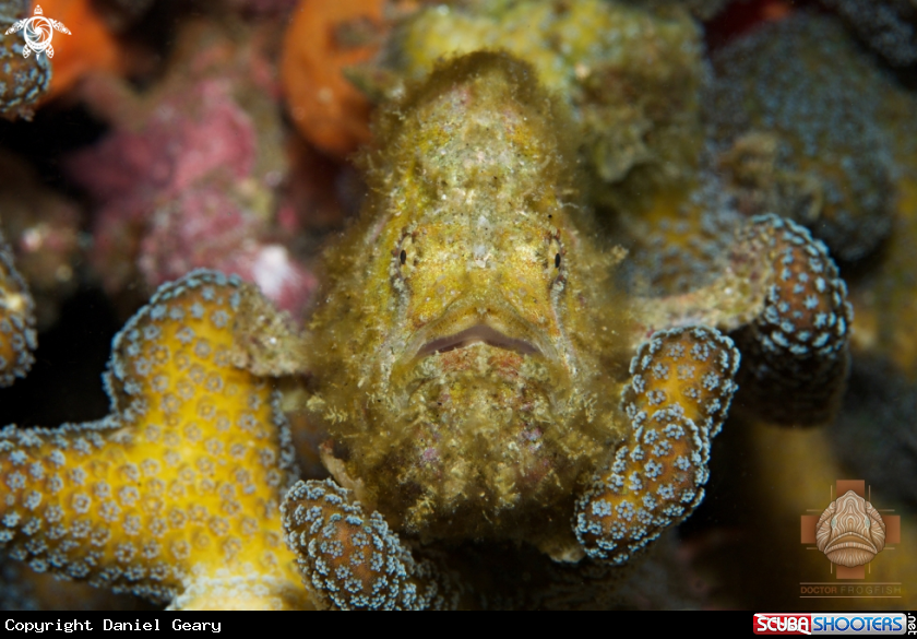 A Freckled Frogfish