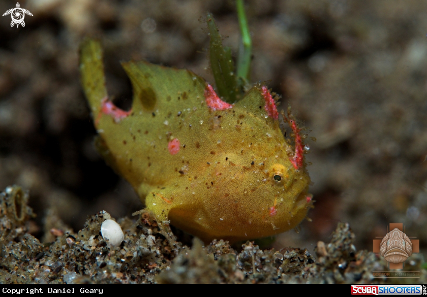 A Juvenile Ocellated Frogfish