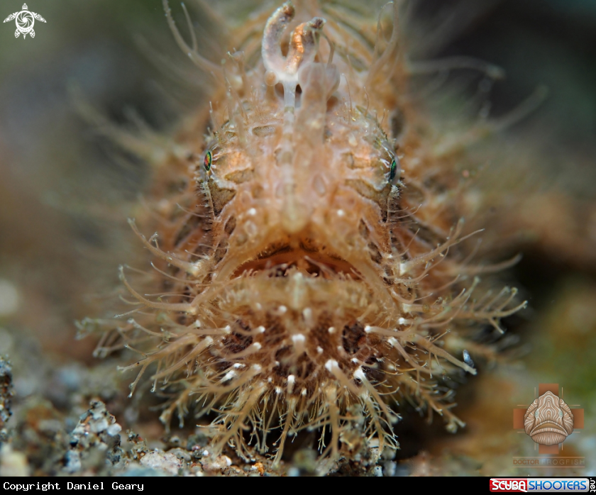 A Hairy Frogfish