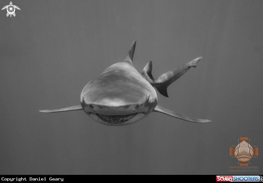 A Lemon Shark