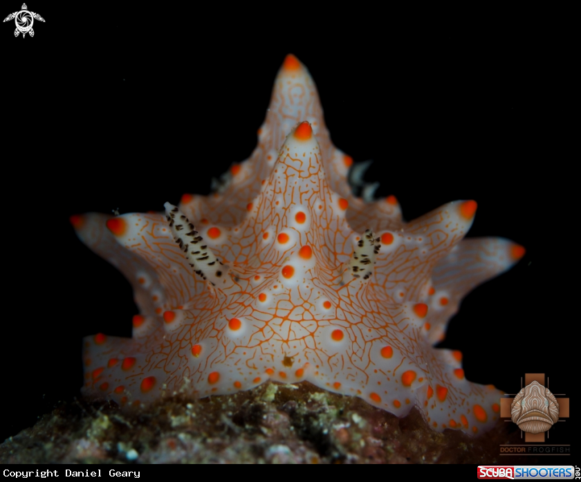 A Nudibranch