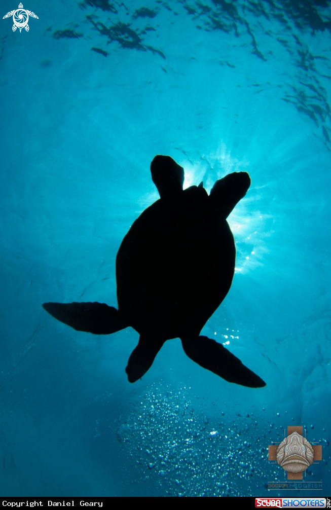 A Green Sea Turtle