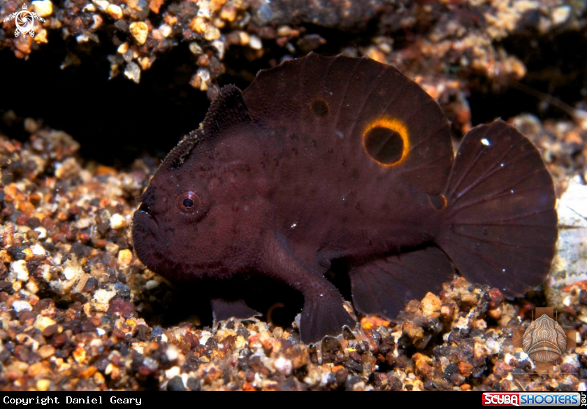 A Ocellated Frogfish