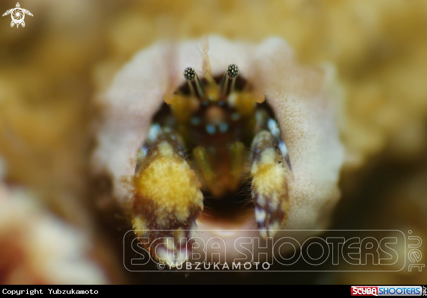 A Hermit Crab