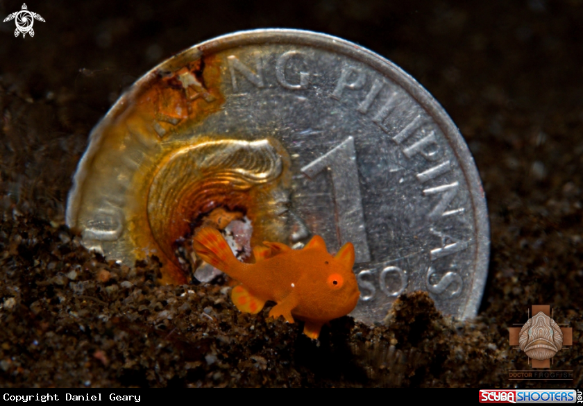 A Juvenile Painted Frogfish