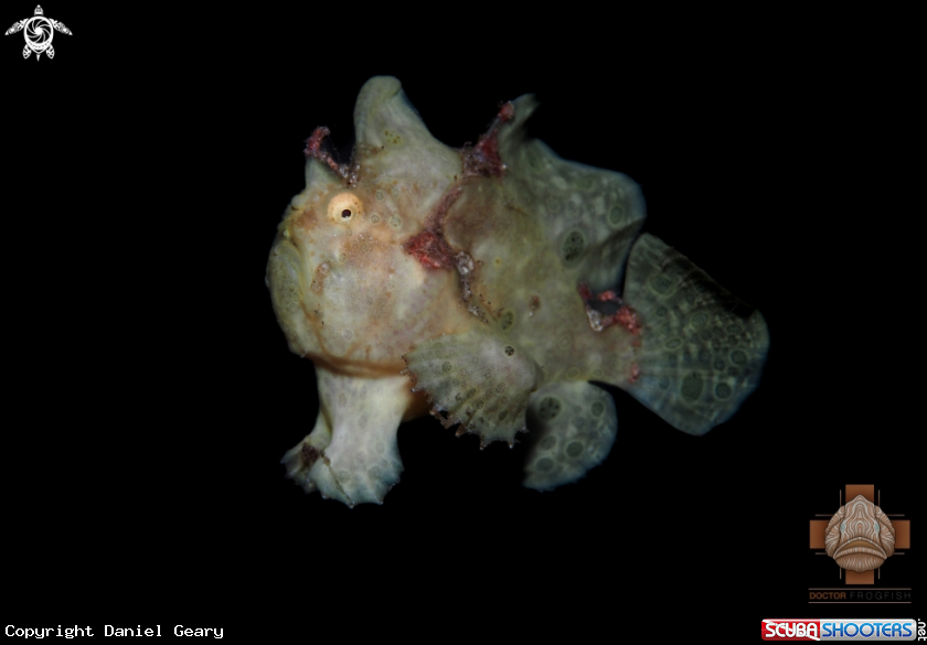 A Painted Frogfish