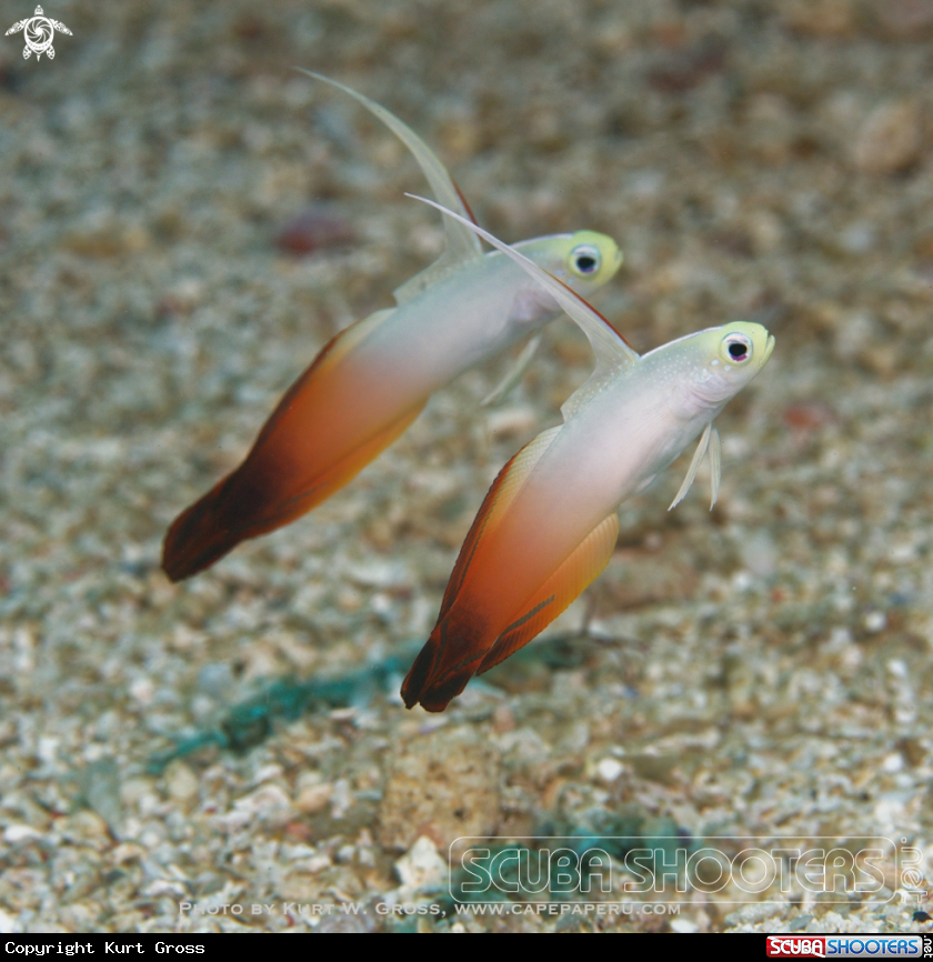 A Fire Dartfish