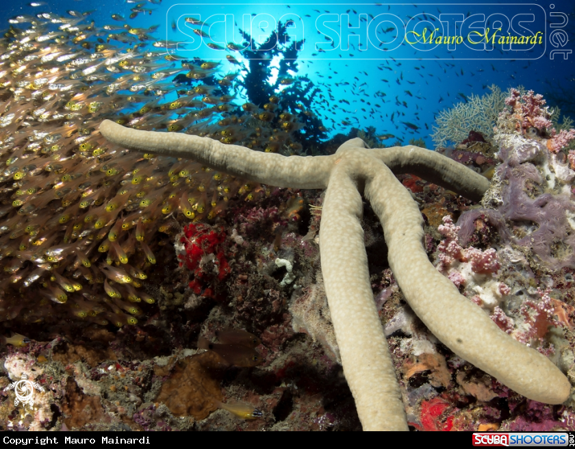 A Seastar and glassfish