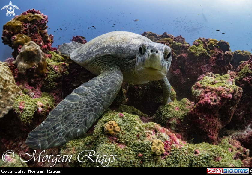 A Green turtle