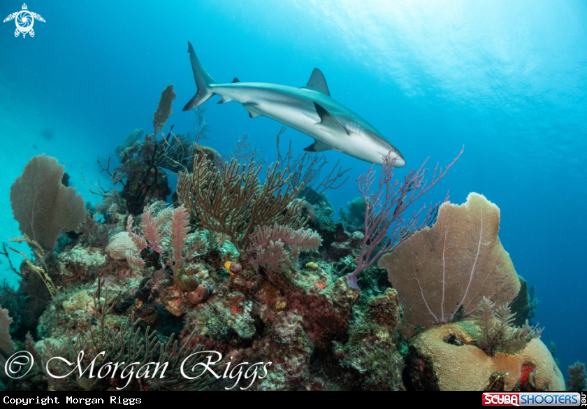 A Caribbean Reef shark