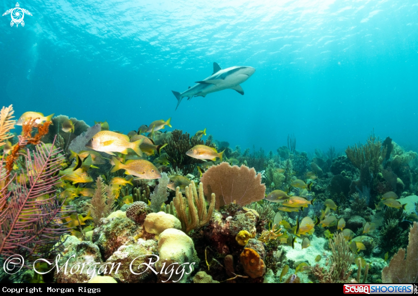 A Caribbean Reef Shark