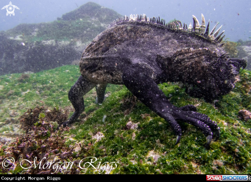 A Marine Iguana