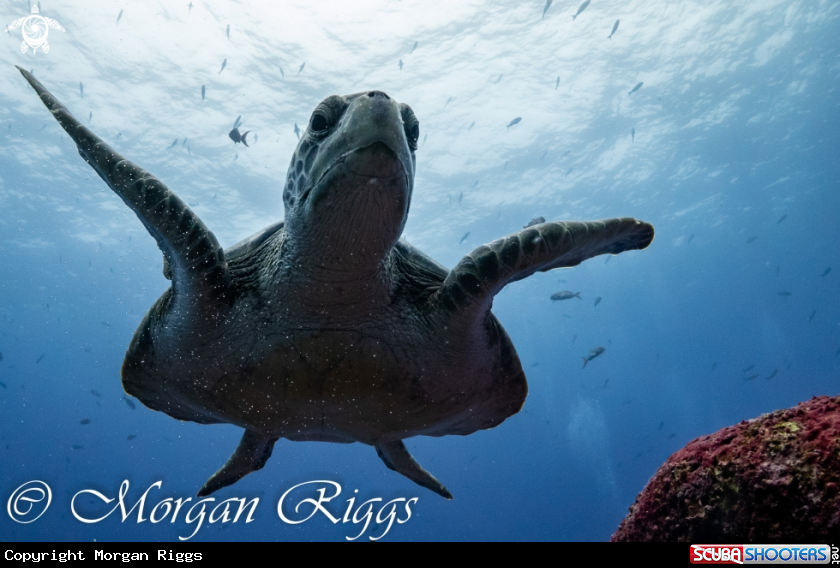 A Green Turtle
