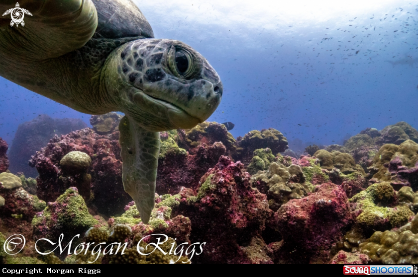 A Green Turtle