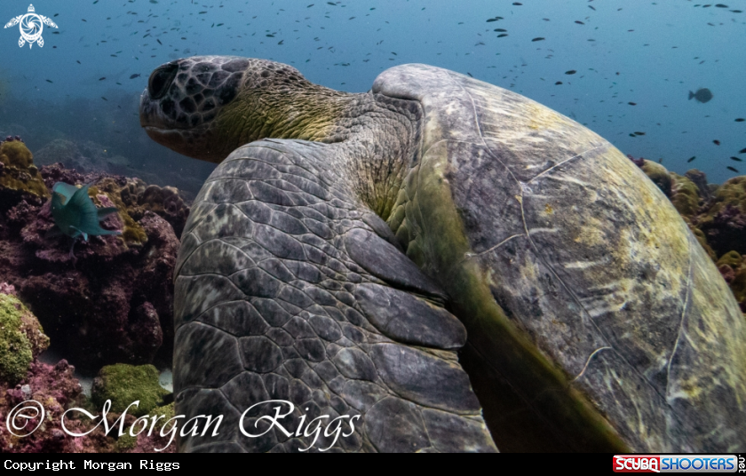 A Green turtle