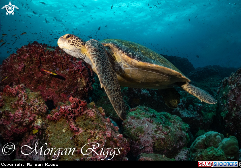 A Green turtle