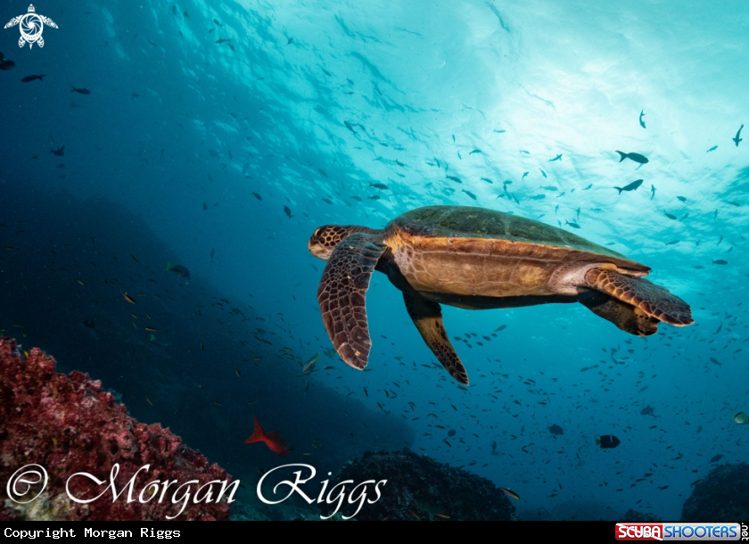 A Green Turtle