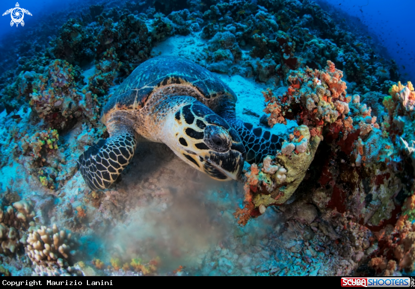 A Hawksbill sea turtle