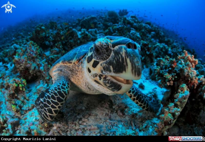 A Hawksbill sea turtle