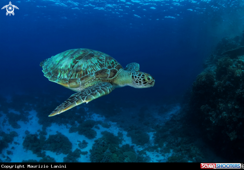 A Green Sea Turtle