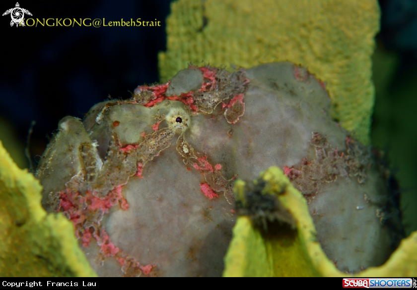 A Giant Painted Frogfish
