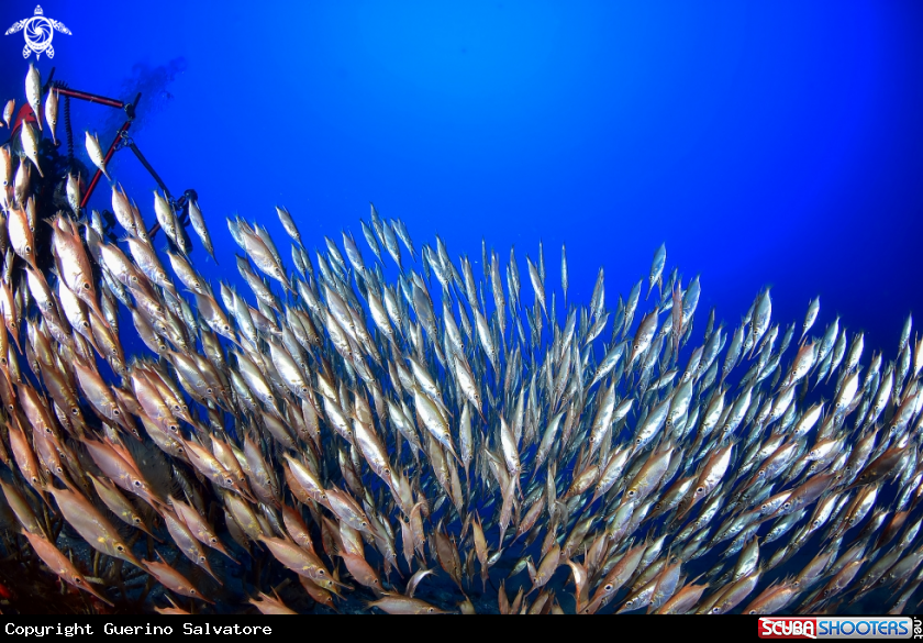 A Macroramphosus scolopax
