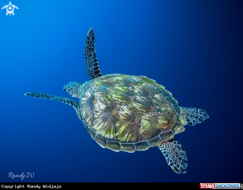 A Turtle