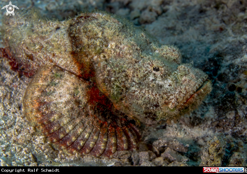 A Scorpionfish