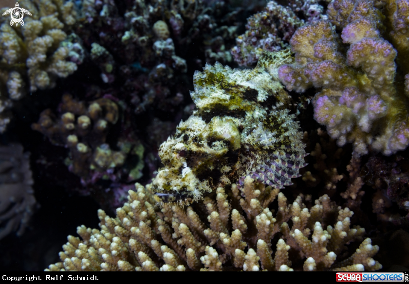 A Scorpionfish