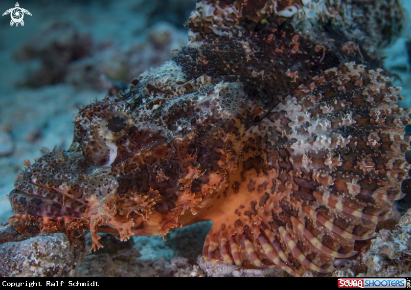A Scorpionfisch