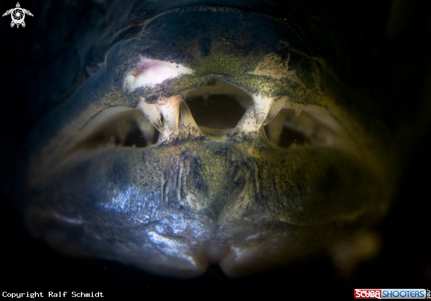 A Zander