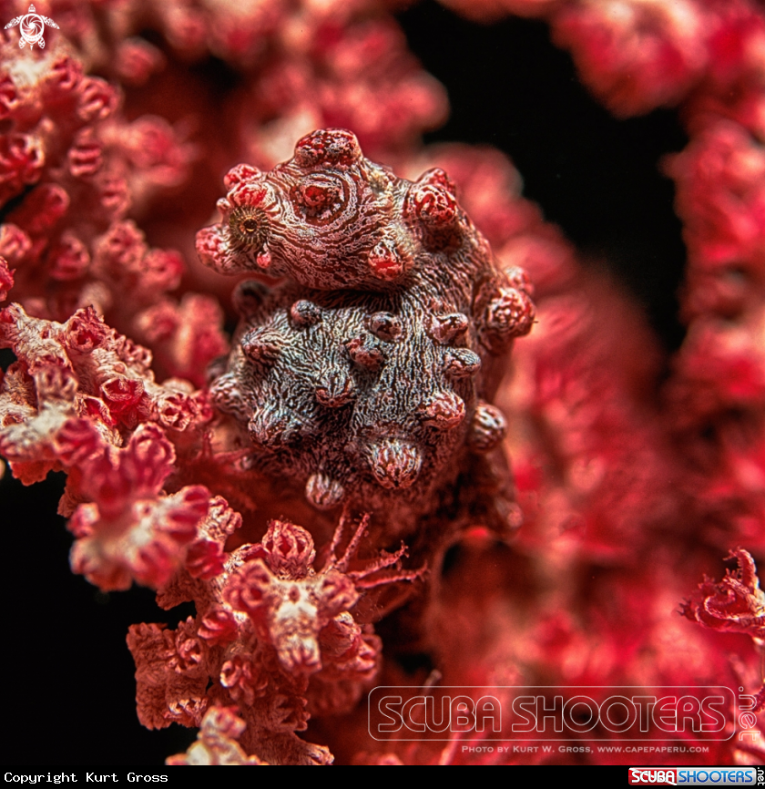 A Pygmy Seahorse