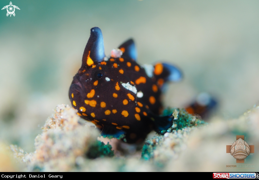 A Juvenile Clown Frogfish