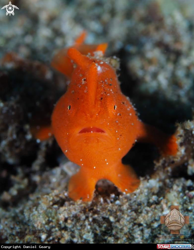 A Juvenile Painted Frogfish
