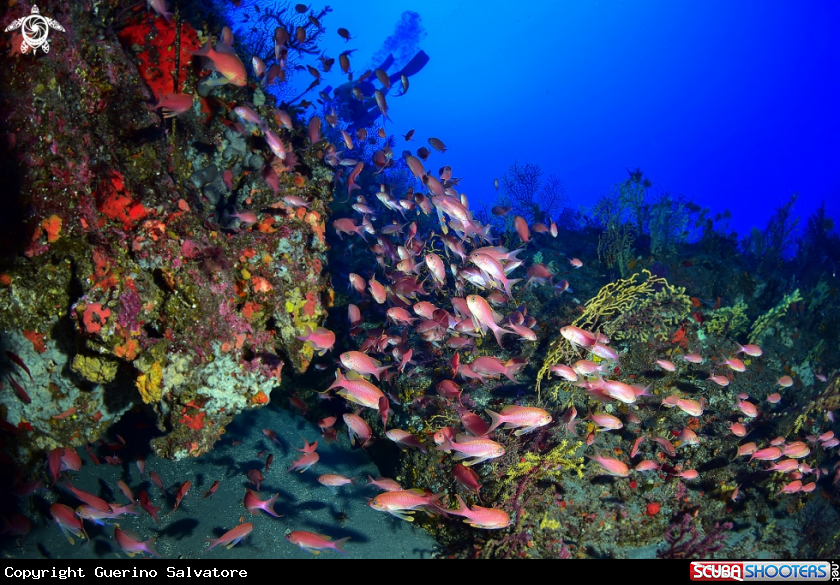 A Anthias anthias