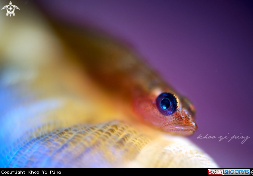 A Goby