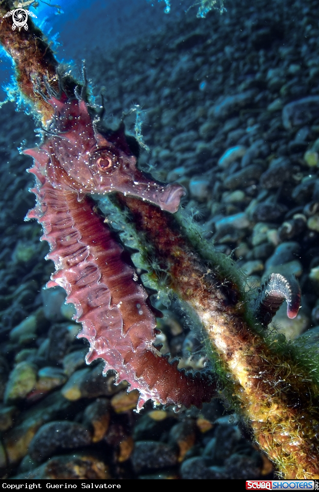 A hippocampus