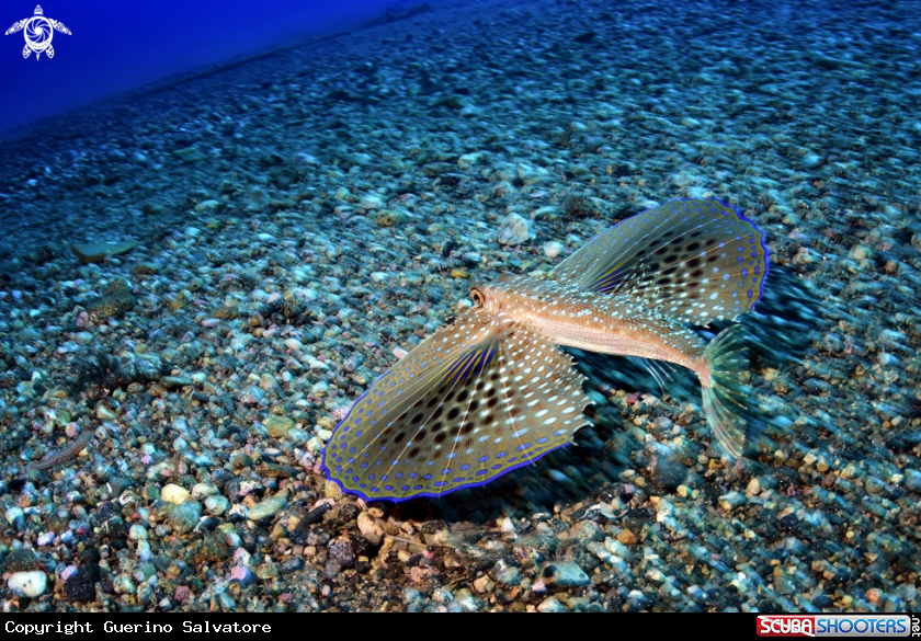A Dactylopterus volitans