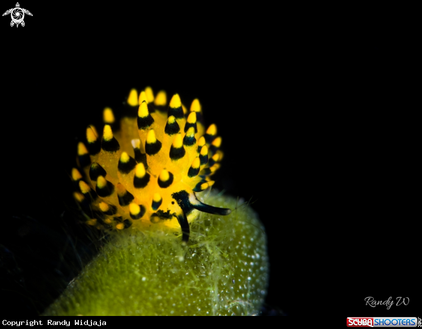 A Nudibranch