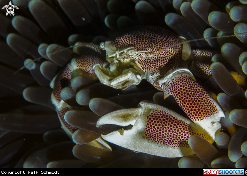 A Neopetrolisthes maculatus